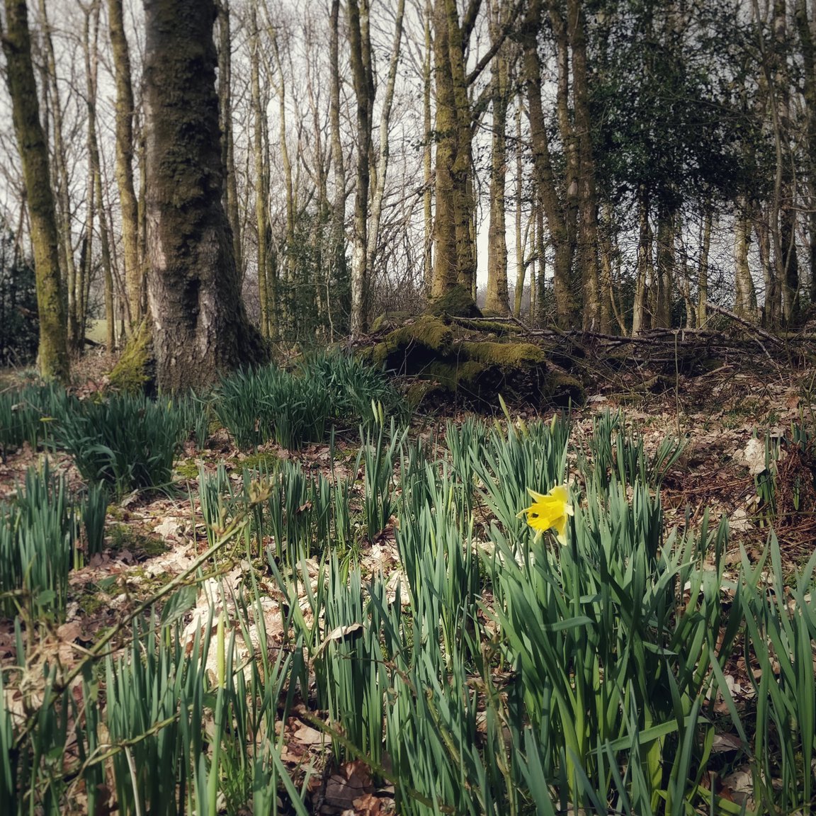 #365DaysWild - a little bit wild, every day tweet media