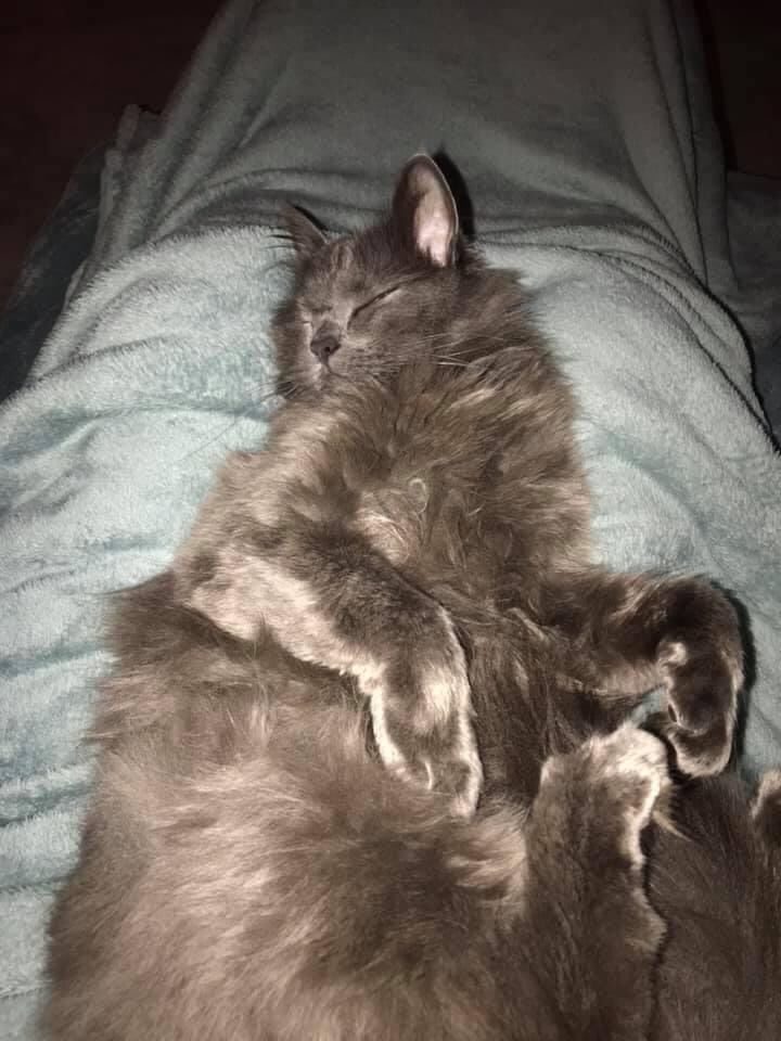 #FindOliverCat
Beautiful Oliver the therapy cat missing for 7 months from Clayton Le Woods, #Chorley #Lancs please help us to continue to make this boy too hot to handle...
<a href="/NyjerMorgan/">Nyjer Morgan</a> pls give us a RT for Oliver missing cancer support cat
