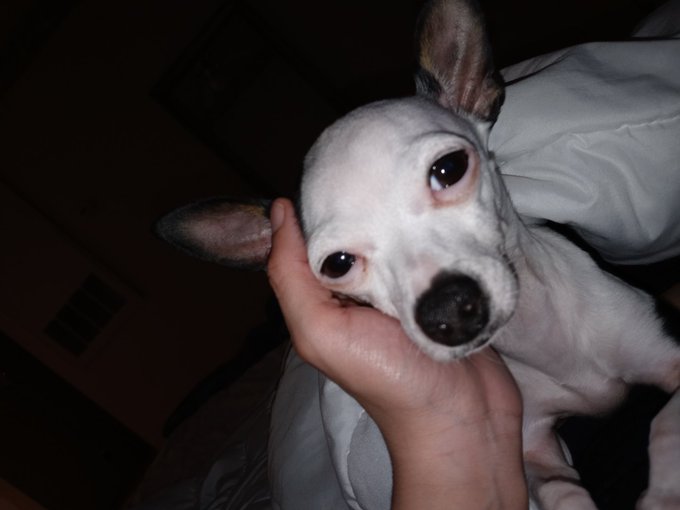 Yall my chihuahua tho :) #dogsoftwitter https://t.co/Lcu7fjc8iA<a href="/tag/dogsoftwitter"class="tags">#dogsoftwitter</a>