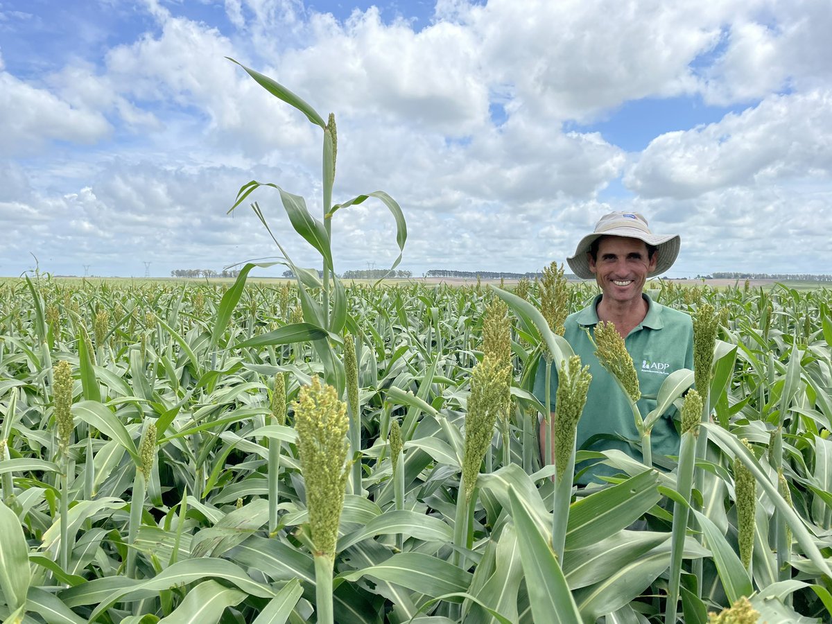 DiegoG48's tweet photo. Muy linda recorrida por el noreste. Cultivos se van encaminando ahora con buenos regímenes hídricos. Mención especial para Quimasor 180. Rotaciones con mucha gramineas. Más agricultura es más Ganaderia. 👏👏👏 @tagjmarquez https://t.co/pOCMPefK4Y