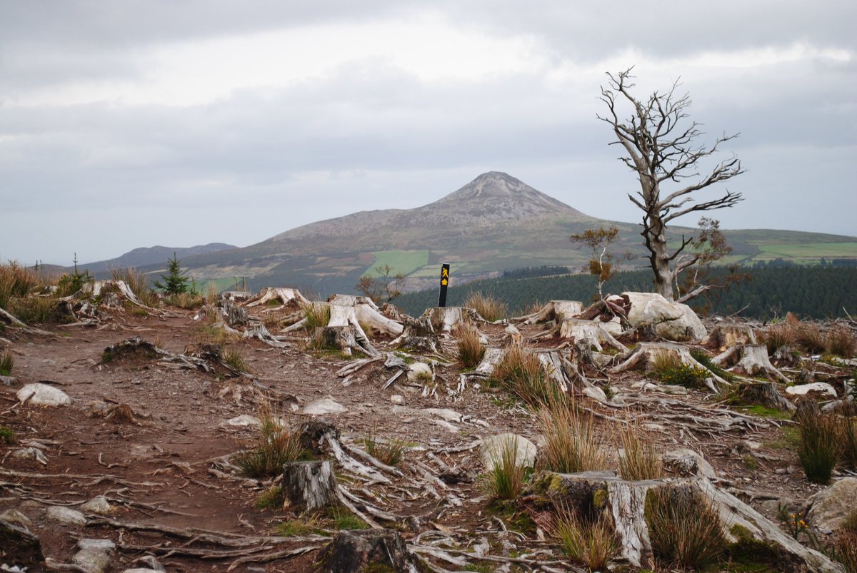 whittledaway's tweet image. The @EPAIreland reported today that 84% of people think that access to nature is important for our physical and mental health. 

Maybe now&apos;s a good time to suggest we need more nature... a lot more