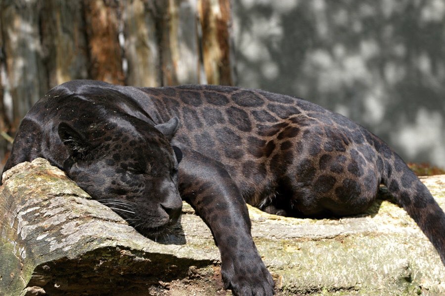 “The North American jaguar’s melanin is more dominant than the Asian African panther”  that applies to us too