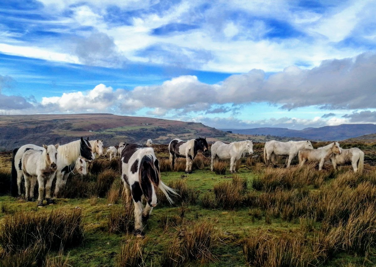 Merlod Mynydd Cymreig #Blaenavon #Southwales #Pwlldu 🐎🐎🐎