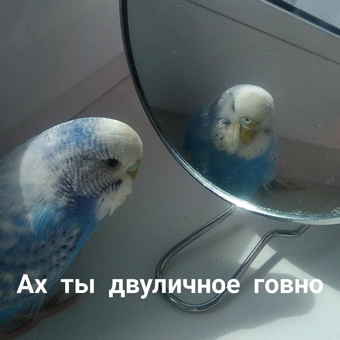 EuDfPCWWYAEm2g0?format=jpg&name=medium