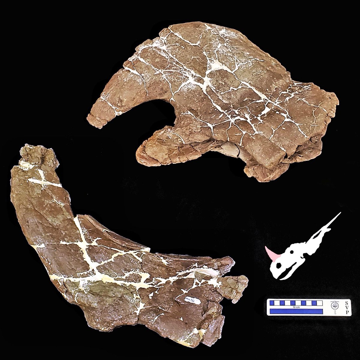 Happy #FossilFriday &amp; #DarwinDay! These are the nose horns of #dinosaurs #Stellasaurus (MOR 492, left) &amp; #Einiosaurus (MOR 456 8-9-6-1, right) from the Two Medicine Formation of #Montana. Evidence suggests that Stellasaurus evolved into Einiosaurus.