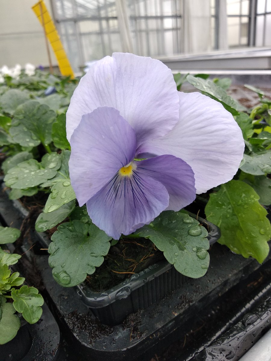 JulietteBABIN1's tweet photo. @ATaccoen 🌸 Un petit échantillon des plants proposés par le #CentreHorticole de Grenoble mercredi 🏵️🌸🌱
Tout cela sans produits phytosanitaires, sans destruction des tourbières et sans engrais minéraux. Du #circuitcourt floral pour embellir vos jardins ! https://t.co/ZfYoZ2t9lS