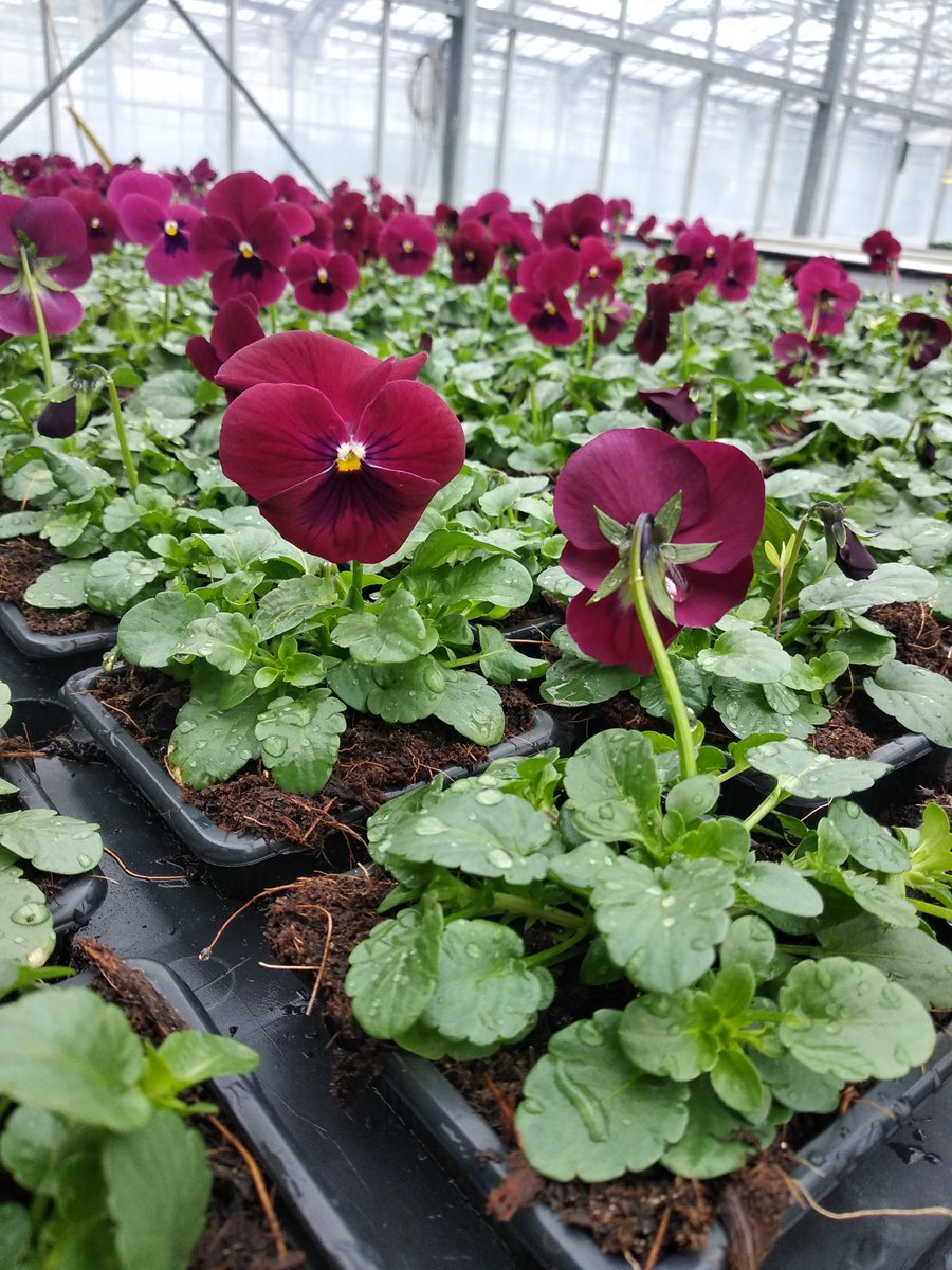 JulietteBABIN1's tweet photo. @ATaccoen 🌸 Un petit échantillon des plants proposés par le #CentreHorticole de Grenoble mercredi 🏵️🌸🌱
Tout cela sans produits phytosanitaires, sans destruction des tourbières et sans engrais minéraux. Du #circuitcourt floral pour embellir vos jardins ! https://t.co/ZfYoZ2t9lS