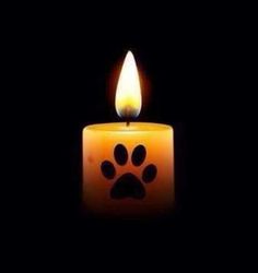 TaylorShone's tweet photo. They say the eyes are the windows of the soul, does that apply to dogs too? Some still have hope in their eyes, desperate to be let out from hell. I was told by a young man who wrongly ended up at the Yulin "festival" in 2010 that the screaming from the dogs still haunts him. 💔 https://t.co/MtLbh7cGtF