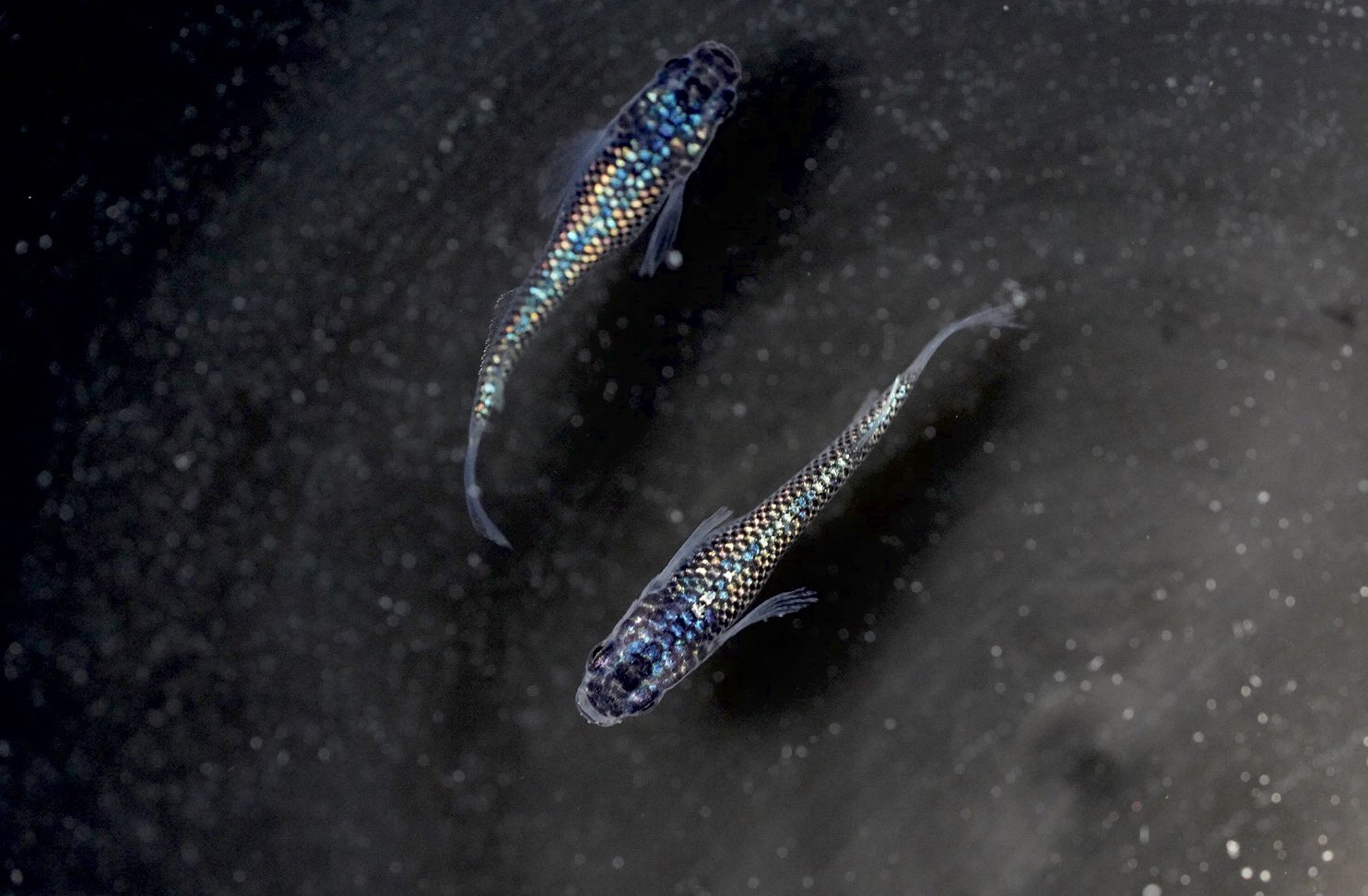 花小屋 Hanagoya Twitter