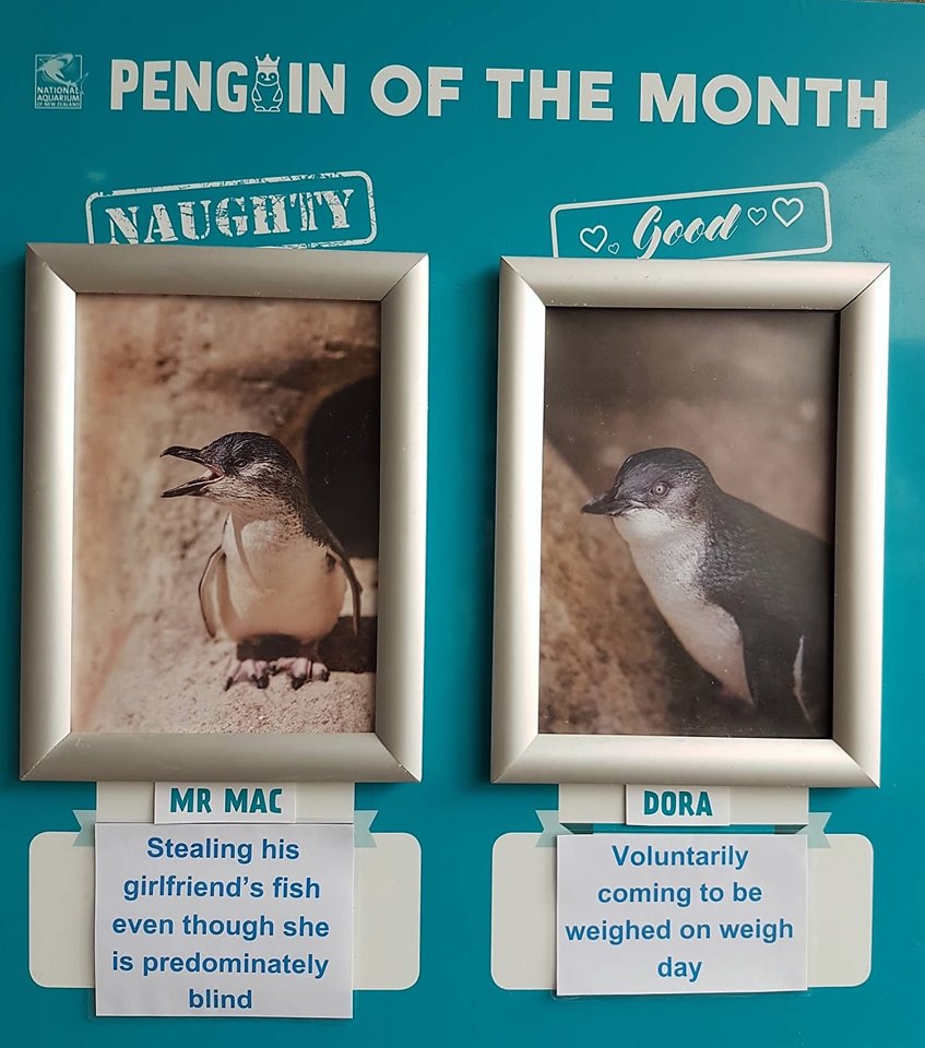 SlenderSherbet's tweet photo. Mr Mac, take a long, hard look in the mirror. Is this really the penguin you want to be?

📸: National Aquarium of New Zealand https://t.co/BvtcysZfvL