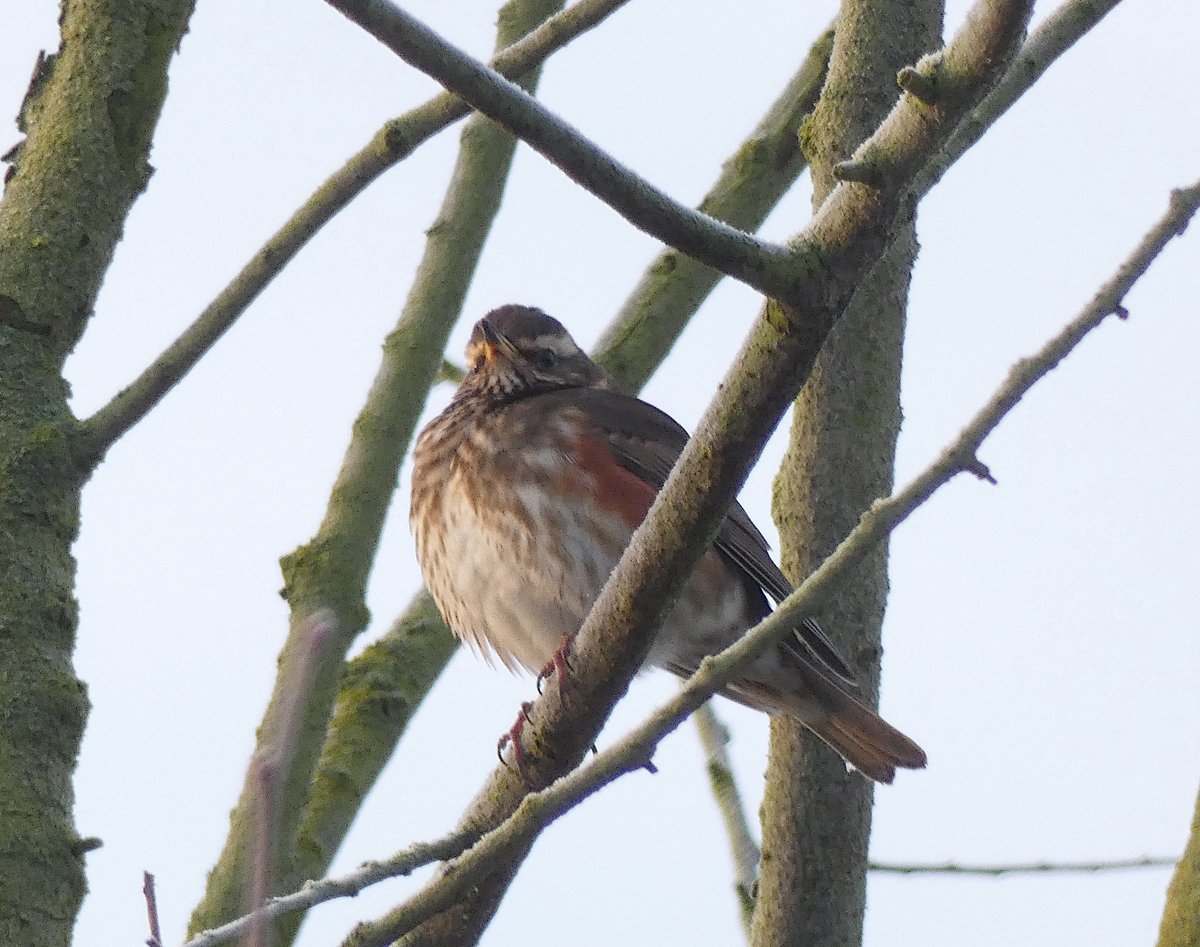 scarpermac's tweet photo. Meadow Pipit rather surprisingly a #PatchFirst and new for 2021 too. One in the top of a tree quickly became 5!! https://t.co/zeBfPkAE70