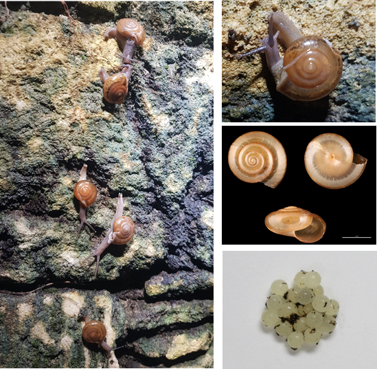 alex_revynthi's tweet photo. A short guide on how to monitor for the #horntail #snail, how to reduce snail populations, and how to apply metaldehyde now available at https://t.co/ZketL5Aorp
A collaboration with @FDACSDPI and @UFTropical
#ornamentals #nurseries #invasive_species https://t.co/5xio2M1ASN