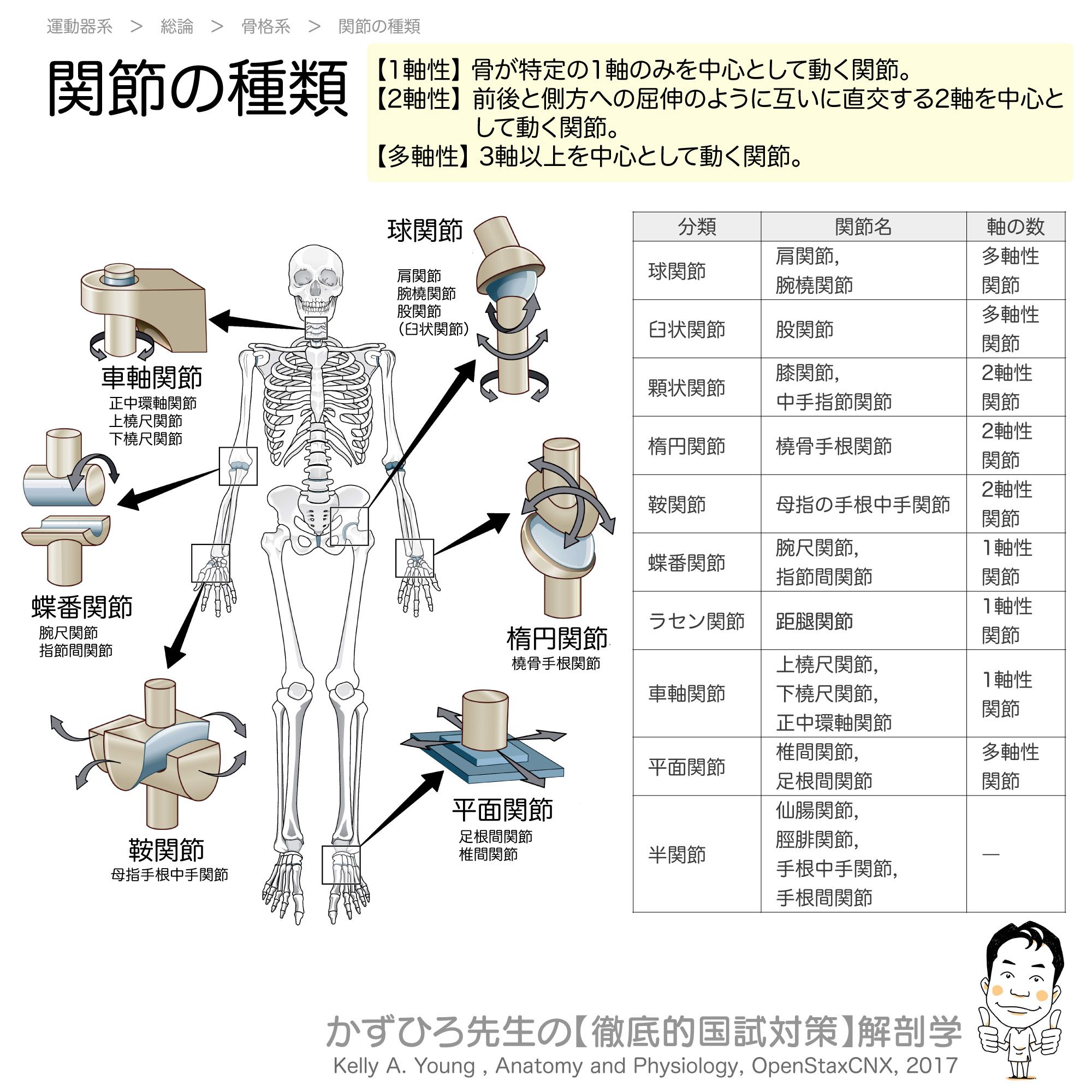 標準解剖学 (Standard Textbook) | 坂井 建雄 |本 | 通販 | Amazon