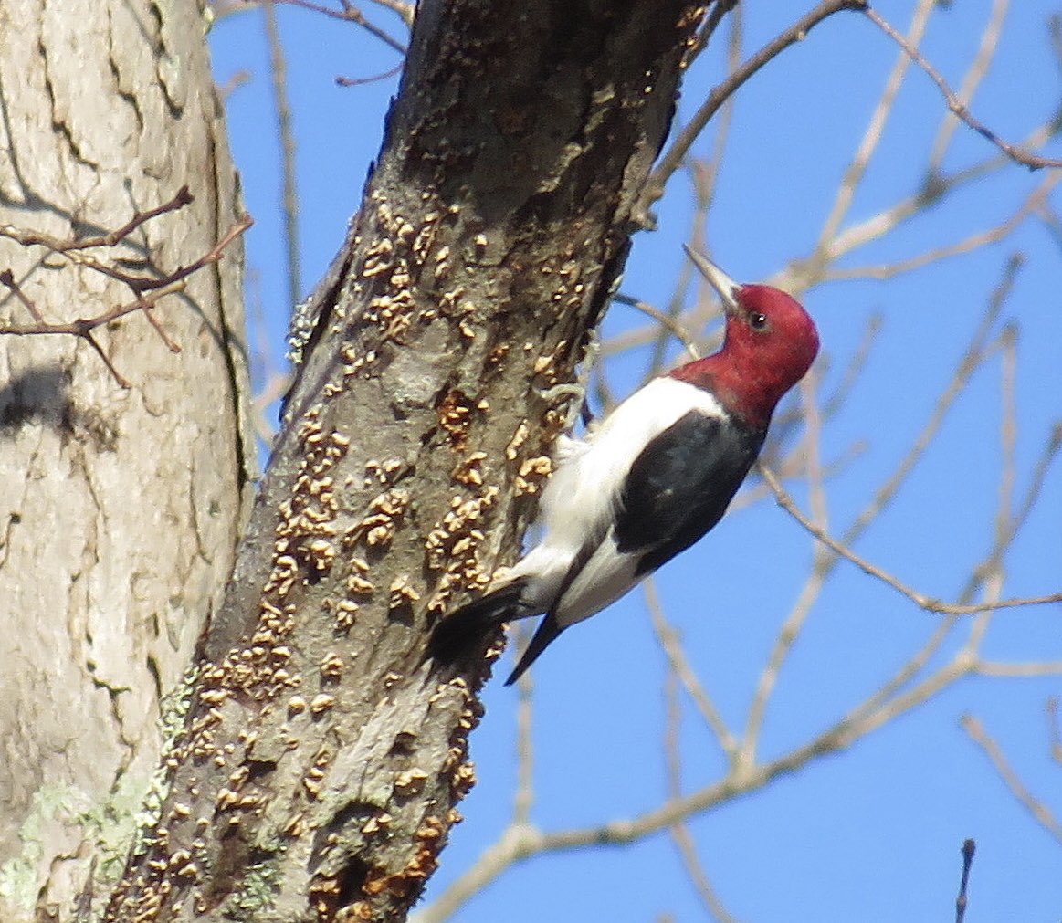 One of the most striking of all North American woodpeckers, this Red-headed was feeding in a grove of trees in Polk County? NC. We often see this charismatic species on our schedules day trips.