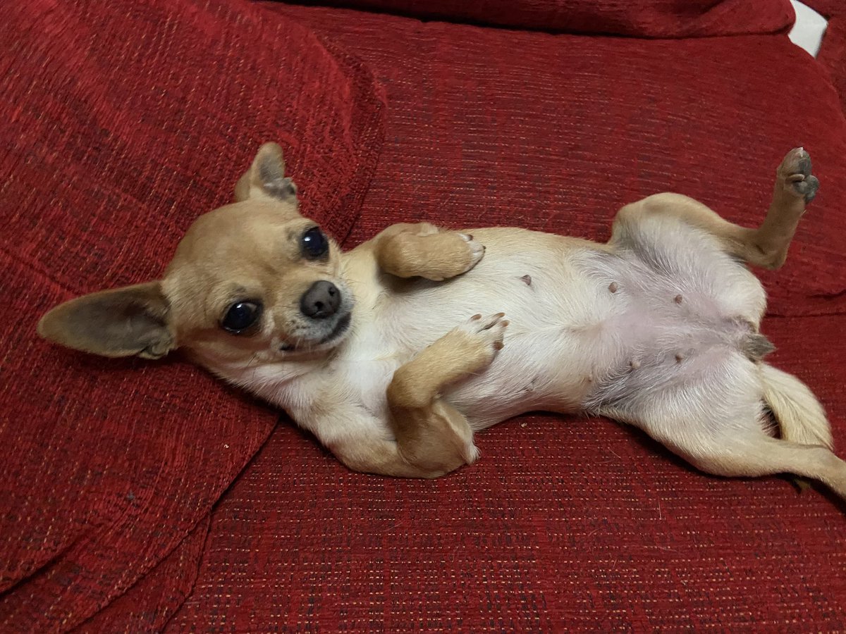 ariadnahuerta's tweet photo. Píntame como a una de tus chicas francesas #Rose #píntamecomoaunadetuschicasfrancesas #Titanic #Romina #Chihuahua https://t.co/obOxRm5gXO