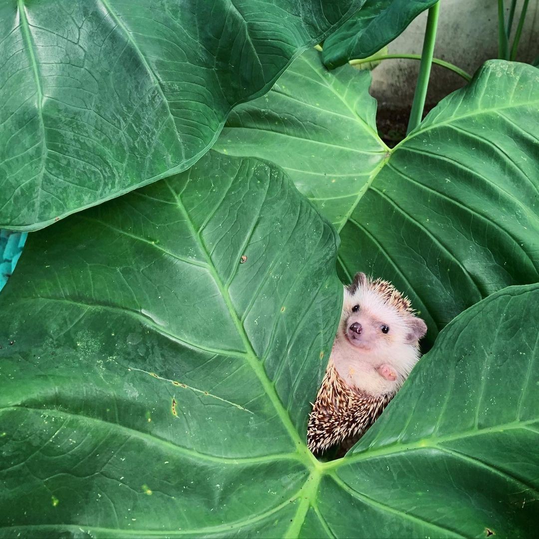 paskho's tweet image. Psst. 👀 More Community-Made items are making their way to you now! 

Photo by senseibooboo (instagram).