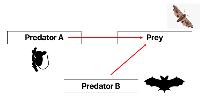 Consider the following example with Predator A, Predator B, and a Prey Species. Both species of predator prey on the same species of prey. In this case neither species of predator directly interacts with each other aside from their association with the species of prey.