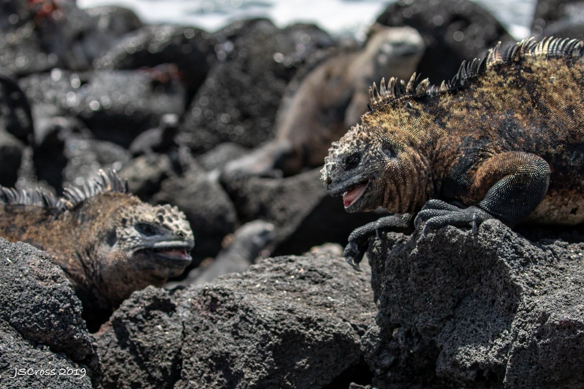 Big male marine iguanas will fight over the ladies. Here are a pair trying to intimidate each other.