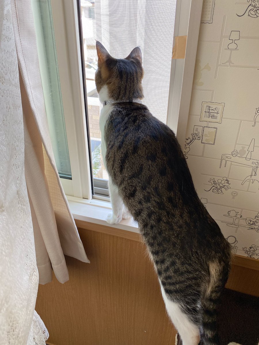ゆのら V Twitter お昼ですね 今日は暖かく 気温18 もあるので窓を開けたら 一斉にニャルソック開始 外を通る子供の声 宅配便の車の音 野鳥の鳴き声に反応してキョロキョロしてます 網戸は 猫が開けないようにガムテープでとめてます 猫 ニャルソック
