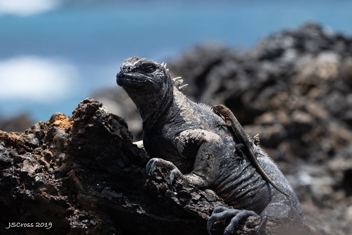 Here a lava lizard thought it would be nice to bask on their marine iguana buddy.