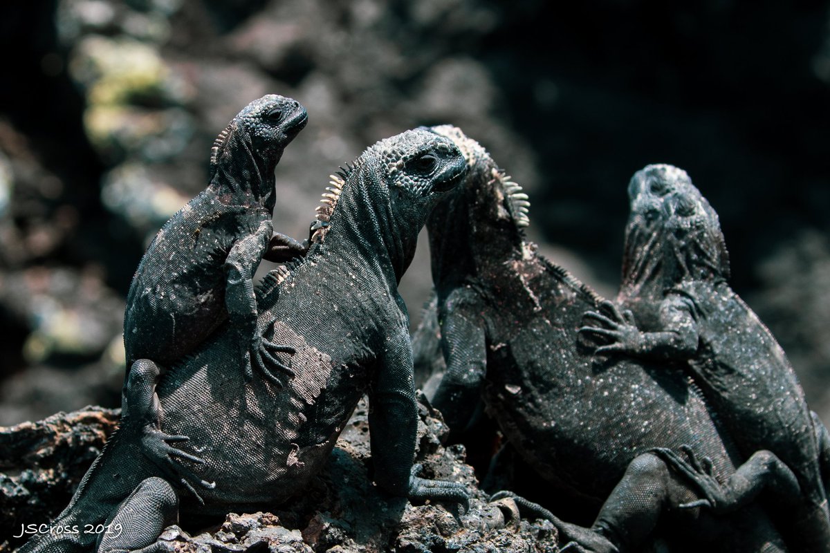 A family that sun's together has fun together. Baby marine iguanas warming up together.