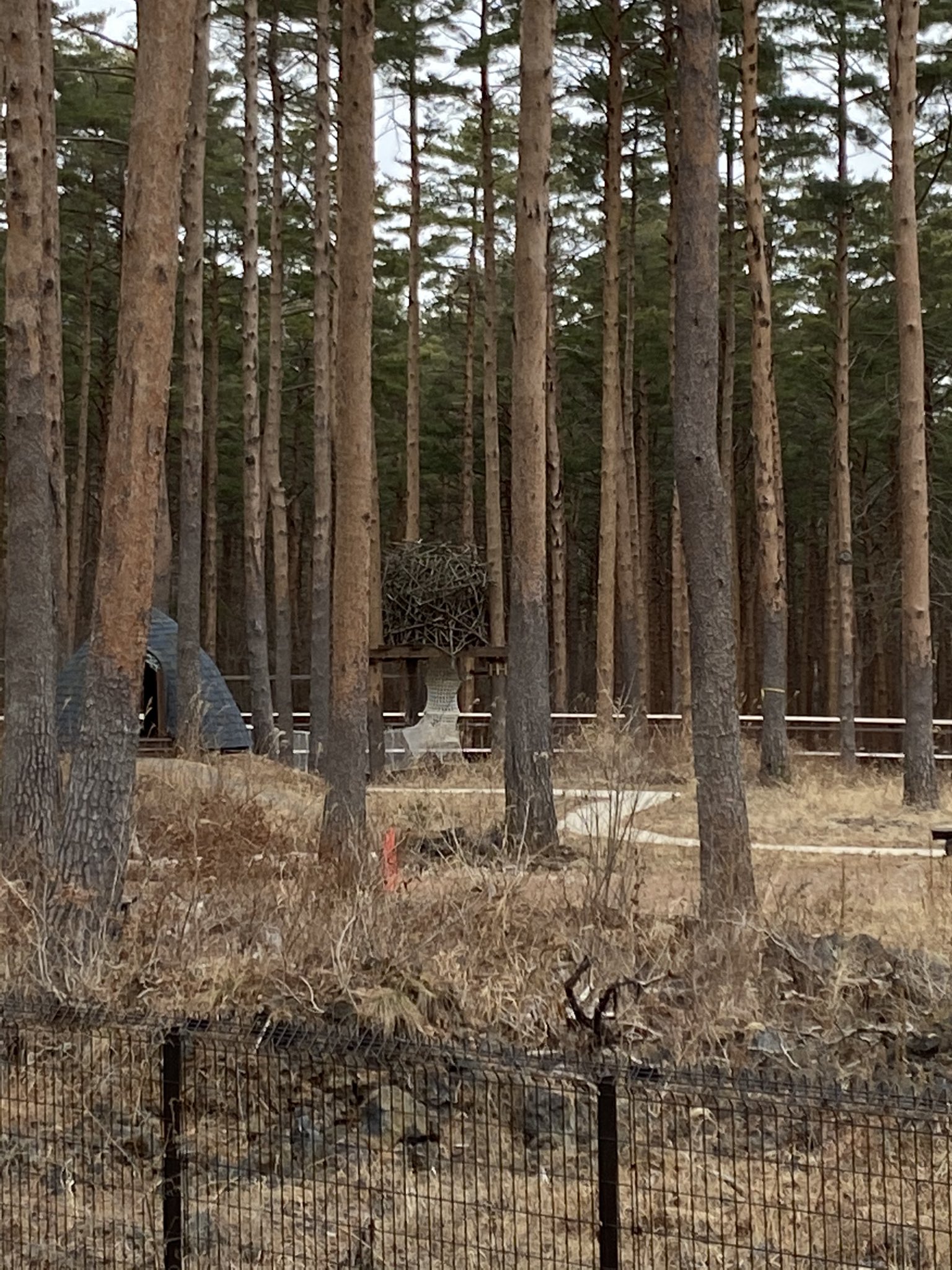 みふぃ カストロイデスの巣をみつけた セメント取りにいくわ Ark アーク Castoroides カストロイデス みふぃ カストロイデスの巣をみつけた セメント取りにいくわ Ark アーク Castoroides カストロイデス