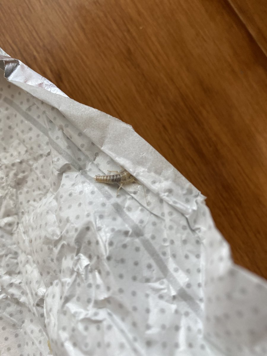 Sav Hall tweet media