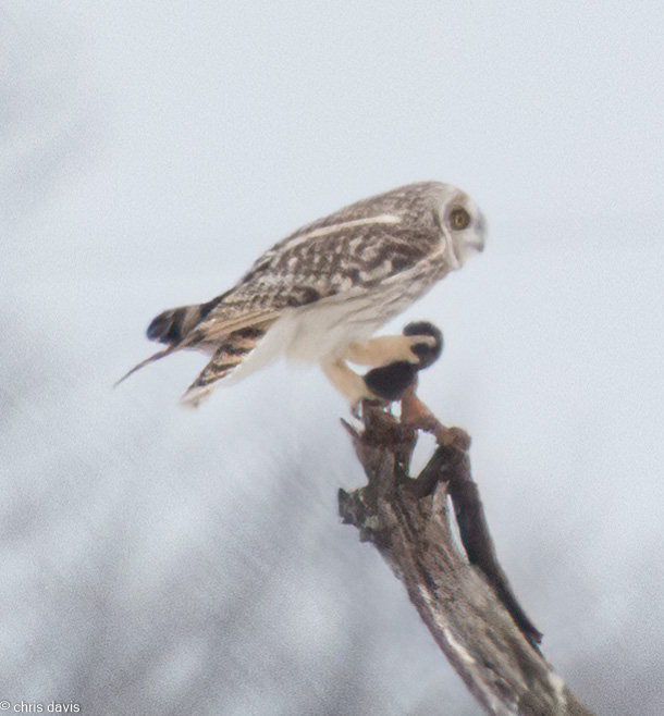 cdavis_xphi_six's tweet photo. Short-eared owls put on a show the other day.  Central NJ, USA.  #BirdsOfPrey #NJBirding #birdphotgraphy #outdoorphotography #birding #NaturePhotography https://t.co/8hKT87jdJc