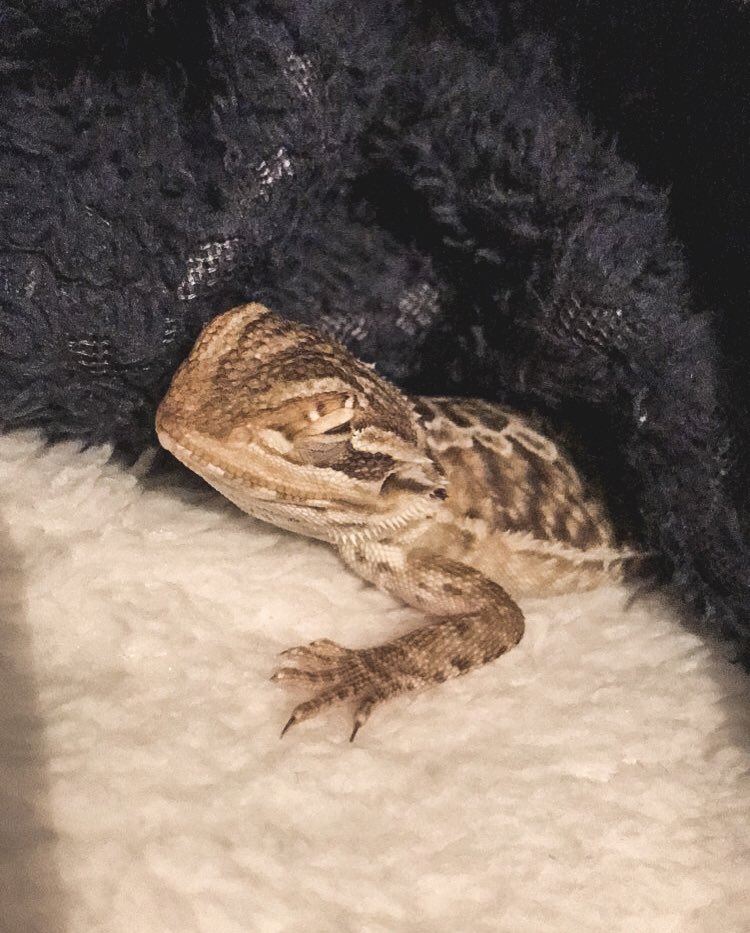 CraftyPinata's tweet image. KEVIN. So all things considered the winning name for my smol boi here is ✨Kevin✨

Sorry to those who voted Linguini 😔
.......Or could be, Kevin Linguini 🤔 Bahahah.