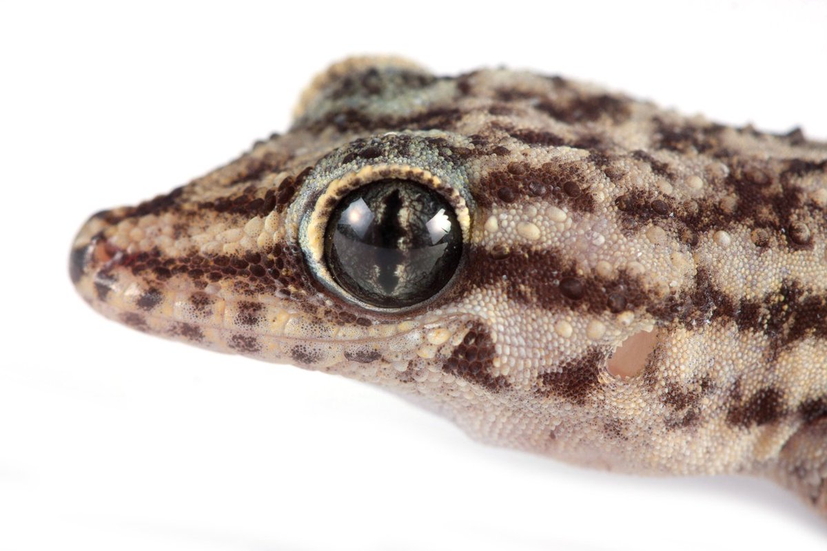 NinaGabylu's tweet image. Thanks #CharlesDarwin for showing us the light in science through evolution! These are some Ecuadorian species named honoring his work! Epipedobates darwinwallacei 🐸 Phyllodactylus darwini 🦎 Chelonoidis darwini 🐢 Pseudalsophis darwini 🐍
#charlesdarwinbirthday
#evolutionisreal