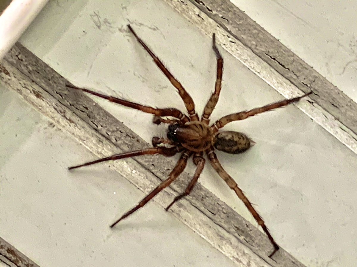 ぽんず On Twitter 閲覧注意 でかい蜘蛛がいた コレなんて蜘蛛 虫 蜘蛛 おしえて Spyder