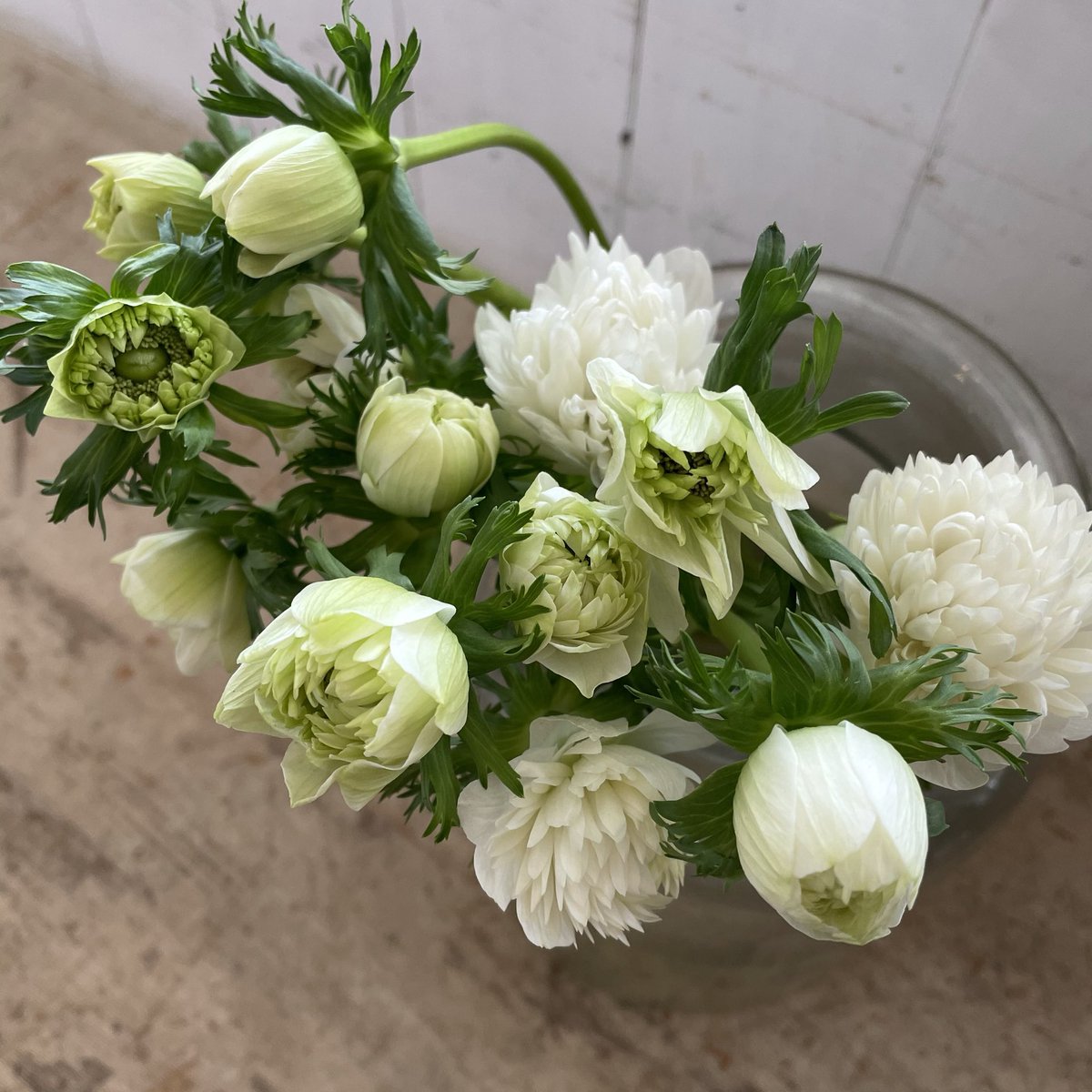 D Ici Peu V Twitter 毎日ひと花 アネモネ モナークホワイト D Ici Peu V Twitter 毎日ひと花 アネモネ モナークホワイト