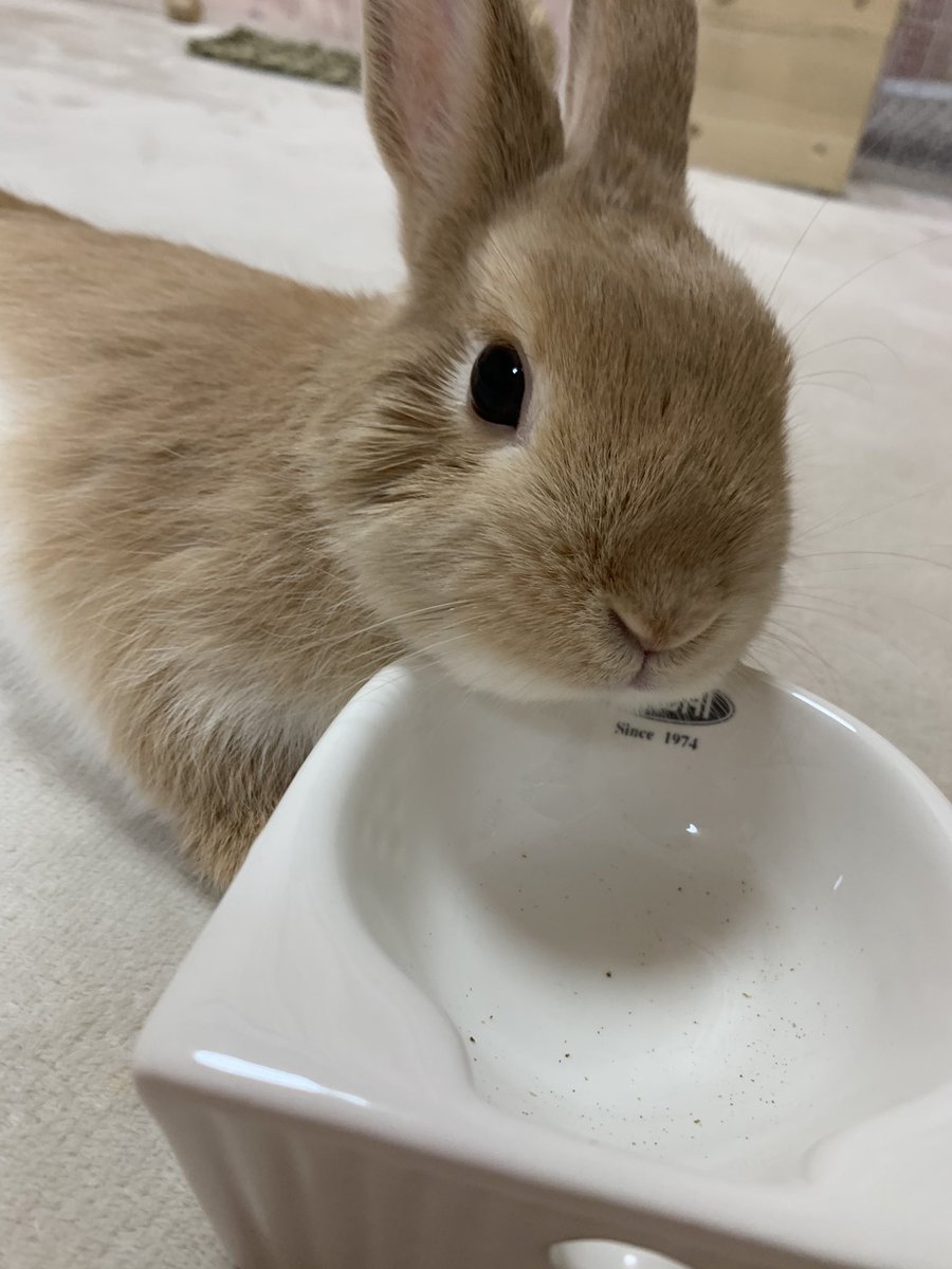 Uzivatel うさぎのらぶ Na Twitteru ごちそうさま ネザーランドドワーフ 可愛い あごのせ Uzivatel うさぎのらぶ Na Twitteru ごちそうさま ネザーランドドワーフ 可愛い あごのせ
