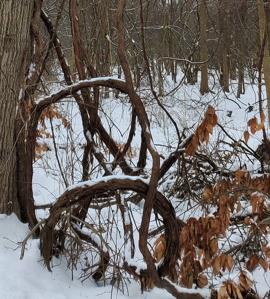 bgshows's tweet photo. More tree art https://t.co/wvYRMzZOBg