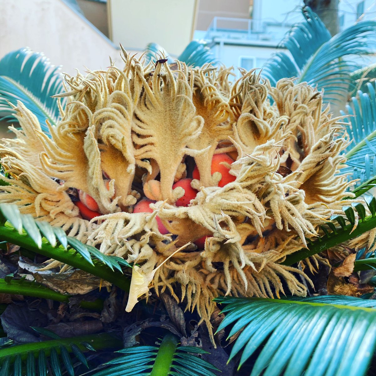 ソテツの花 ソテツの花