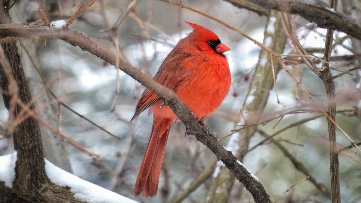 BirdCentralPark's tweet photo. This Northern Cardinal brought some color to a cold, gray day in the Central Park Ramble. https://t.co/SMqTrx75sN