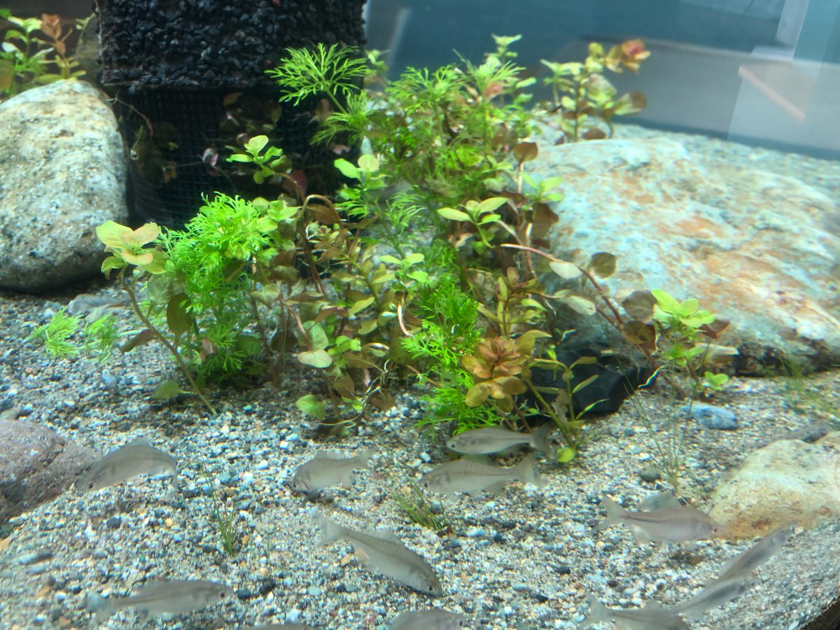 栃木県なかがわ水遊園 公式 リニューアルしている日本の希少魚コーナーの円柱水槽に生き物とレイアウト物を入れました 生き物たちは慣れない環境にビクビクおどおど なかなか写真を撮らせてくれません 汗 魚たちが本来の発色を見せてくれて 水草 栃木県なかがわ水遊園 公式 リニューアルしている日本の希少魚コーナーの円柱水槽に生き物とレイアウト物を入れました 生き物たちは慣れない環境にビクビクおどおど なかなか写真を撮らせてくれません 汗 魚たちが本来の発色を見せてくれて 水草