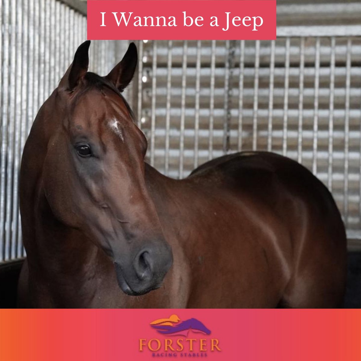 Desracing74's tweet photo. Race 8 - Couldn't Refuse - 4:50pm
Race 9 - I Wanna Be a Jeep - 5:25pm
An amazing start to the weekend!
#racehorses #horsetrainer #georgiespride #boomspender #biturbo #couldntrefuse #iwannabeajeep #doomben #saturdayracing @DOOM @BNE_racing https://t.co/jwsREW4lxg