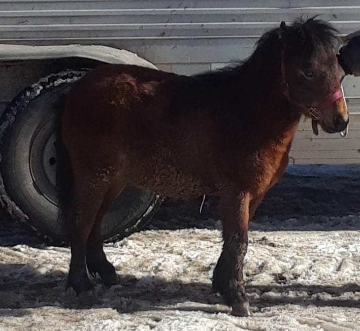 Gerda just called me and said donations for "MUFFIN" have been very low. 😕He's under 2 yrs and in PA. $1850. is needed 4 bail, Coggins, chip and transport. Please retweet to get the word out if you are unable to donate.   ❤ gerdasequinerescue.org