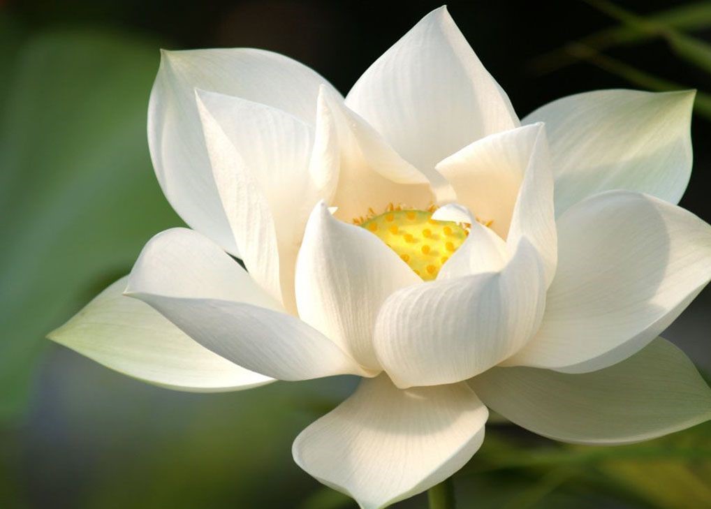 Yoongi as Lotus: Lotus are known to represent beauty, grace, purity, wealth, knowledge, wisdom, enlightenment, self-regeneration and faith. Contrary to its delicate beauty, lotus is actually extremely sturdy flower so I thought it matches our Yoongi!   #BTSARMY  @BTS_twt