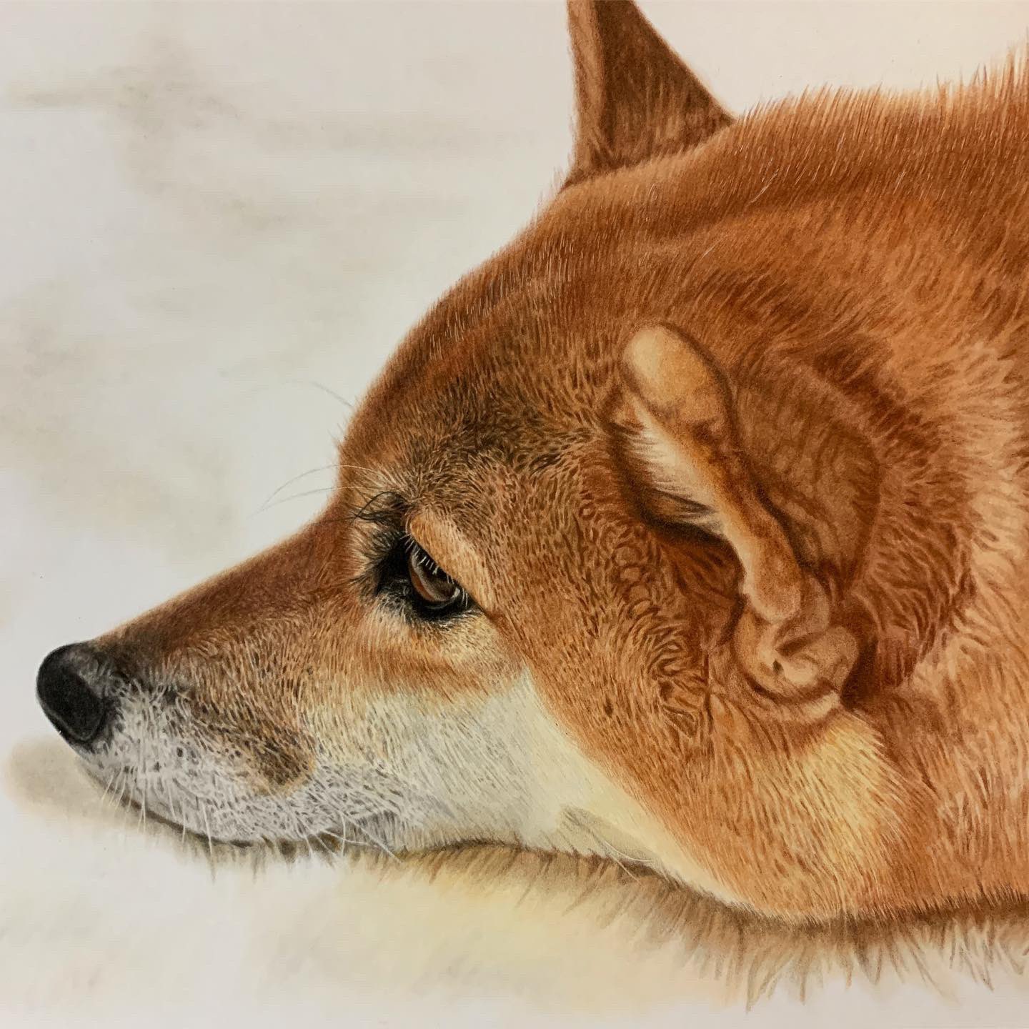 ここまる みんなでつくるsns動物園展 色鉛筆で描いた動物と鳥で参加させていただきます ワシ 犬 猫 メジロ ここまる みんなでつくるsns動物園展 色鉛筆で描いた動物と鳥で参加させていただきます ワシ 犬 猫 メジロ