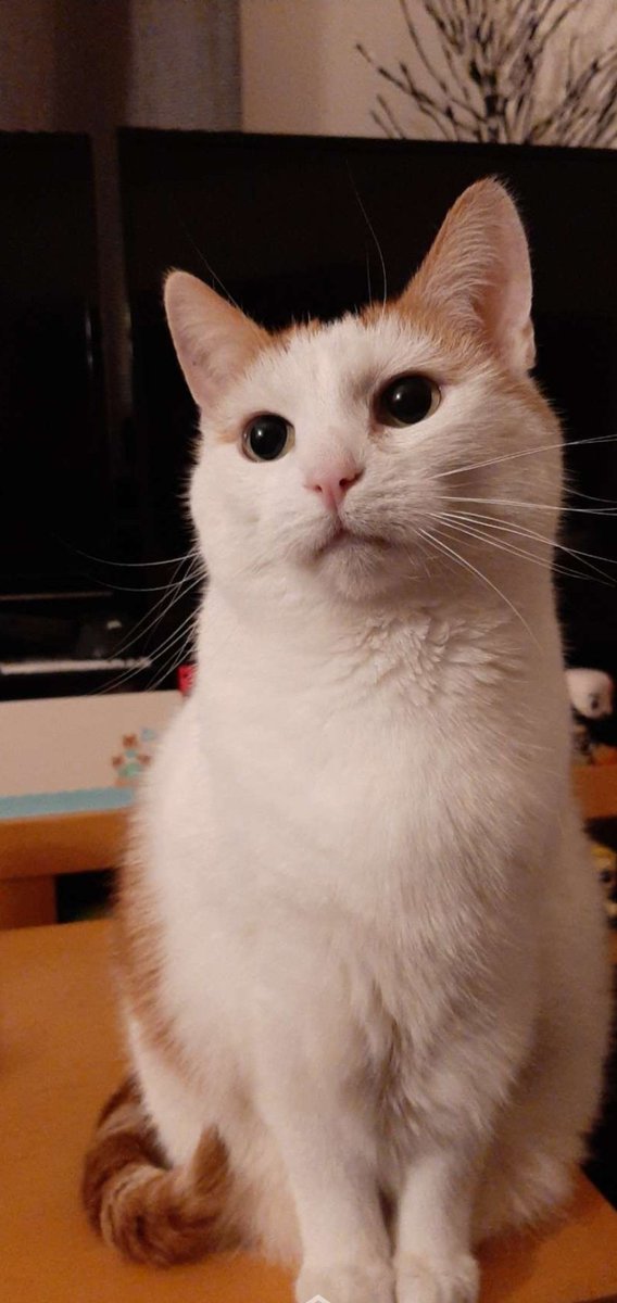 tarsharmallow's tweet photo. Our cat Sox is a fucking model #CheekbonesForDays #cattomodel #CatsOfTwitter https://t.co/vUAGdjhPDR