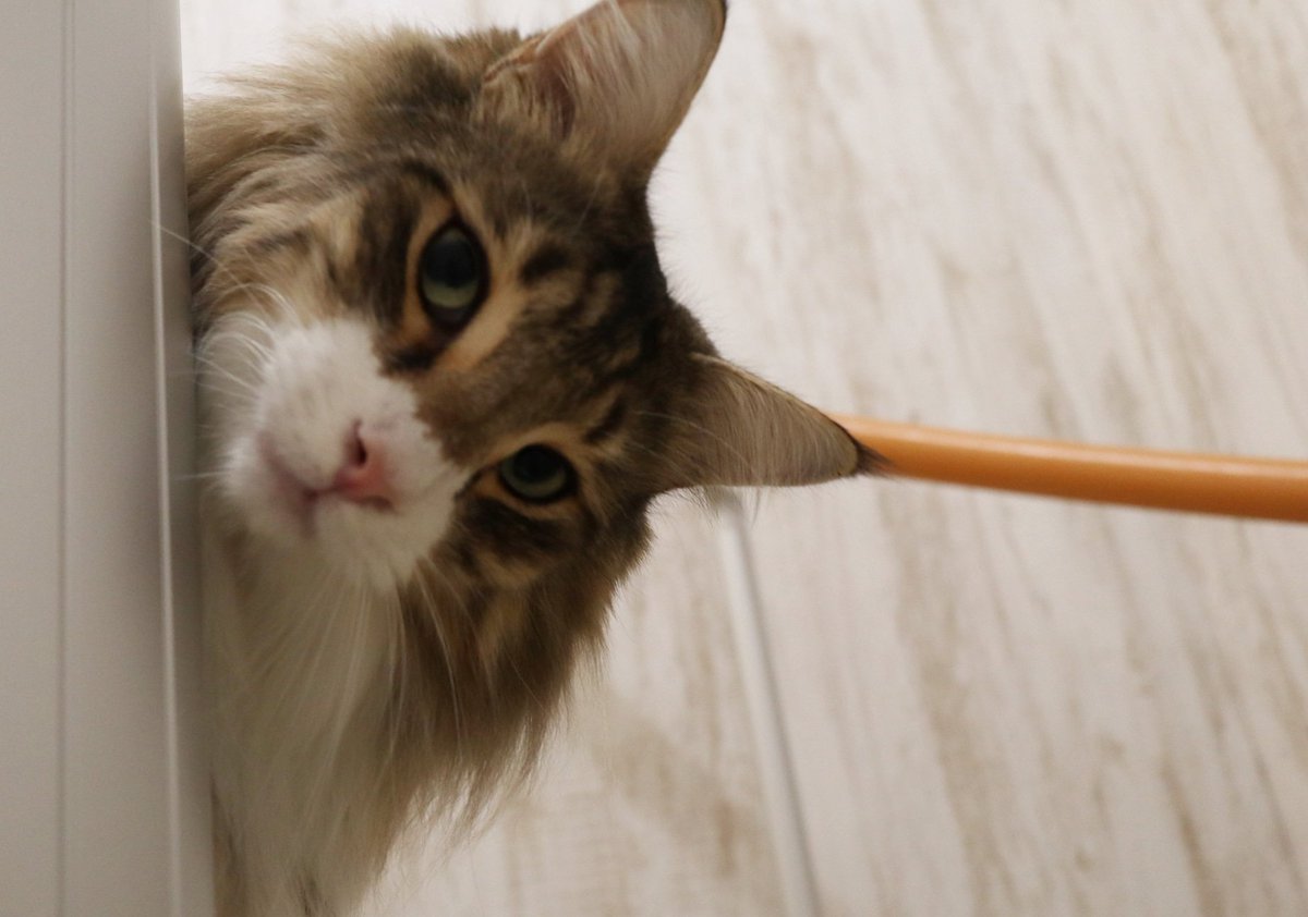 猫カフェ リプミィ Catcafelipmy Twitter