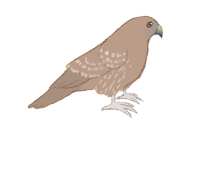 トンビ イラスト トンビ イラスト
