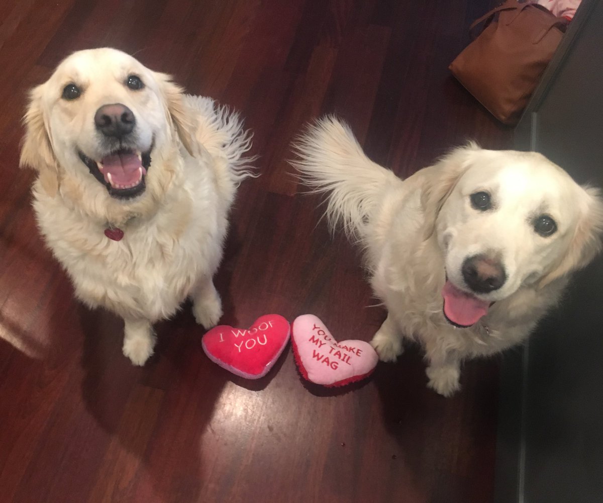 morgangoetz13's tweet photo. My dog has a valentine this year... at least one of us is doing well in the love department 🙃 https://t.co/3edxlgGKCR