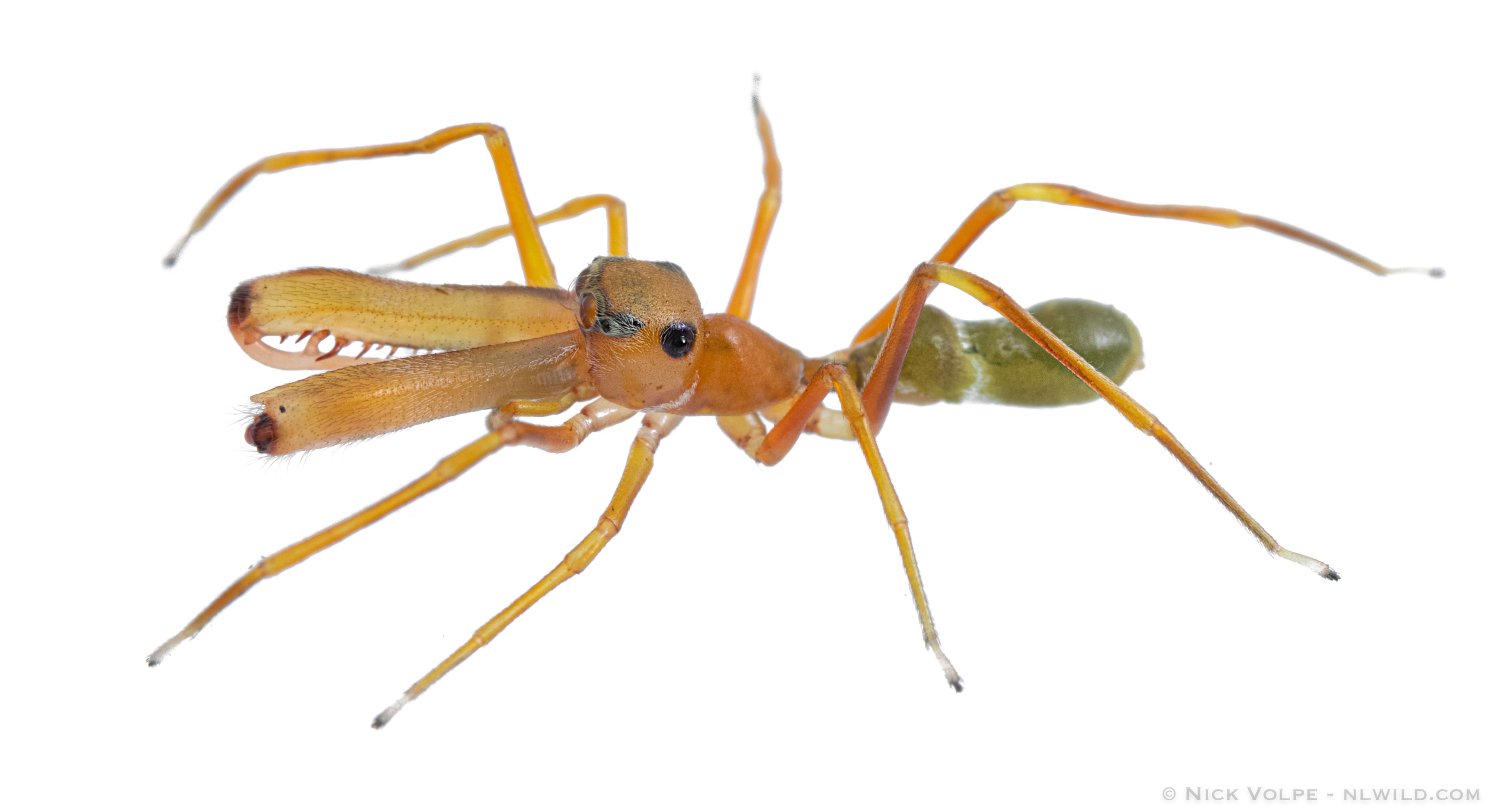 Spider ant deals