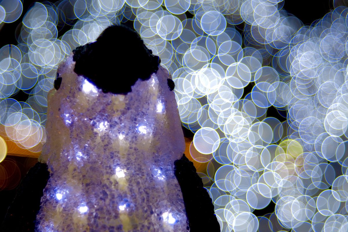 _portrait_snap_'s tweet image. プロジェクターレンズのテスト撮影
バブルボケやばっ
Lens:Diaplan 80mm F2.8
#projectorlens #oldlens #fujifilm