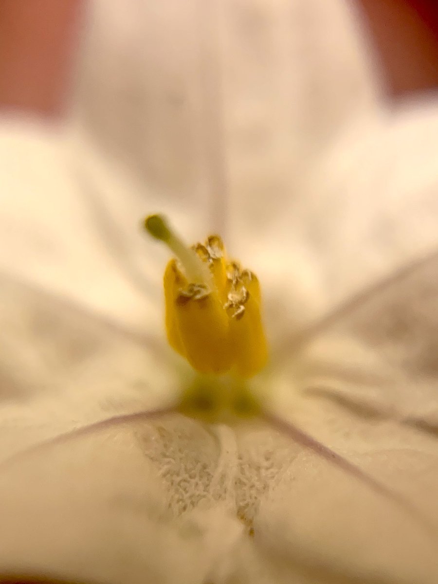 Cal State LA BioSpace tweet media