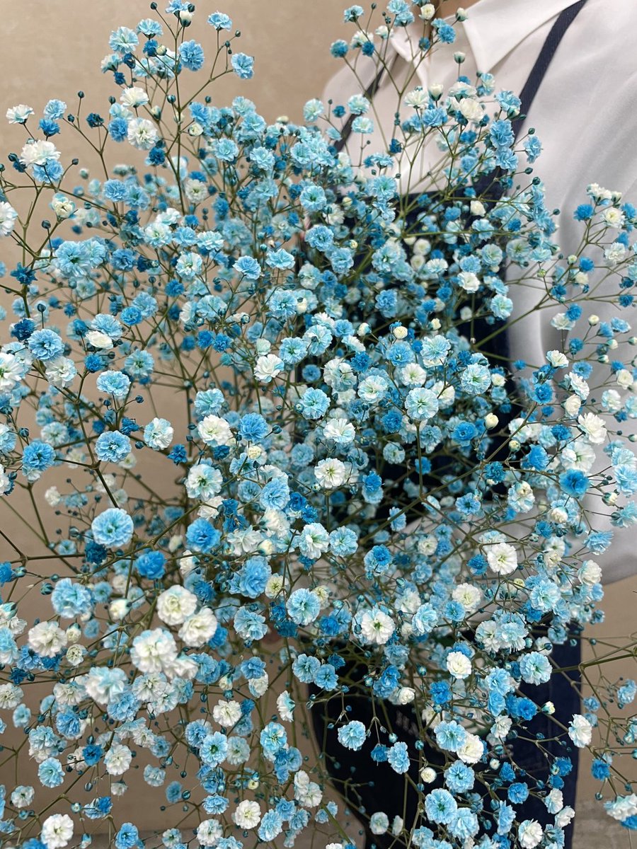 花屋はな輔 Baby S Breath Sky Light Blue カスミ草 染 空 水色 なじみのある白色の カスミ草に 特殊な染色用の液体を吸わせて水色に染まったカスミ草 白 淡い水色 濃い水色のグラデーションが綺麗です 花屋 熊本 お花 カスミソウ 花屋はな輔 Baby S Breath Sky Light Blue カスミ草 染 空 水色 なじみのある白色の カスミ草に 特殊な染色用の液体を吸わせて水色に染まったカスミ草 白 淡い水色 濃い水色のグラデーションが綺麗です 花屋 熊本 お花 カスミソウ