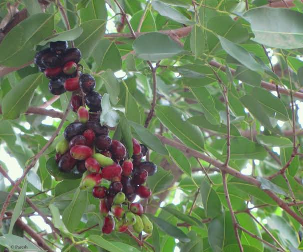 The boy shook the tree. When the fruit fell down, Avvaiyar blew at it to remove the sand in which the fruit had fallen. The boy then smiled and asked her whether the fruit was so hot that she needed to blow at it. Avvaiyar was stunned, she realized she had become complacent.